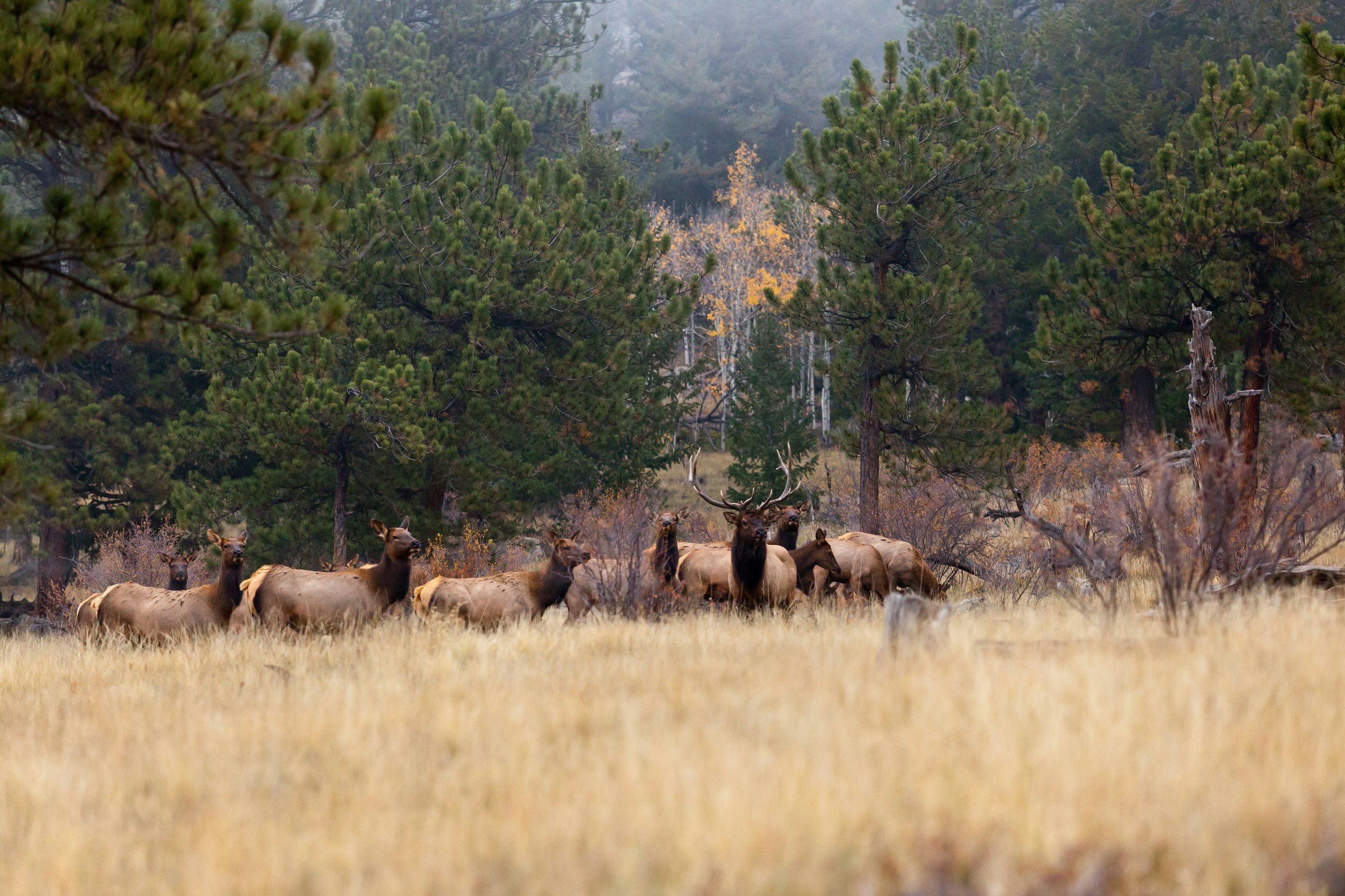 Bull elk with herd; Shutterstock ID 157172153; Your name (First / Last): Emma Sparks; GL account no.: 65050; Netsuite department name: Online Editorial; Full Product or Project name including edition: Best_in_the_US_POIs