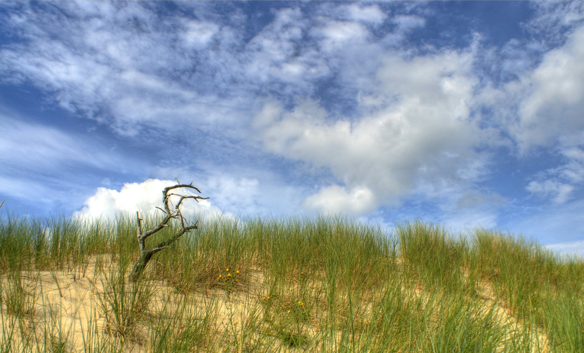 Slowinski National Park. Poland. Summer.