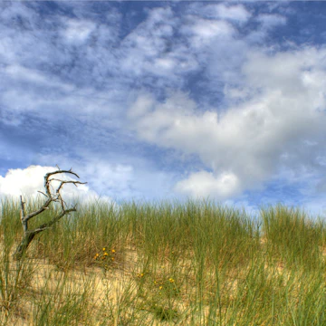 Slowinski National Park. Poland. Summer.