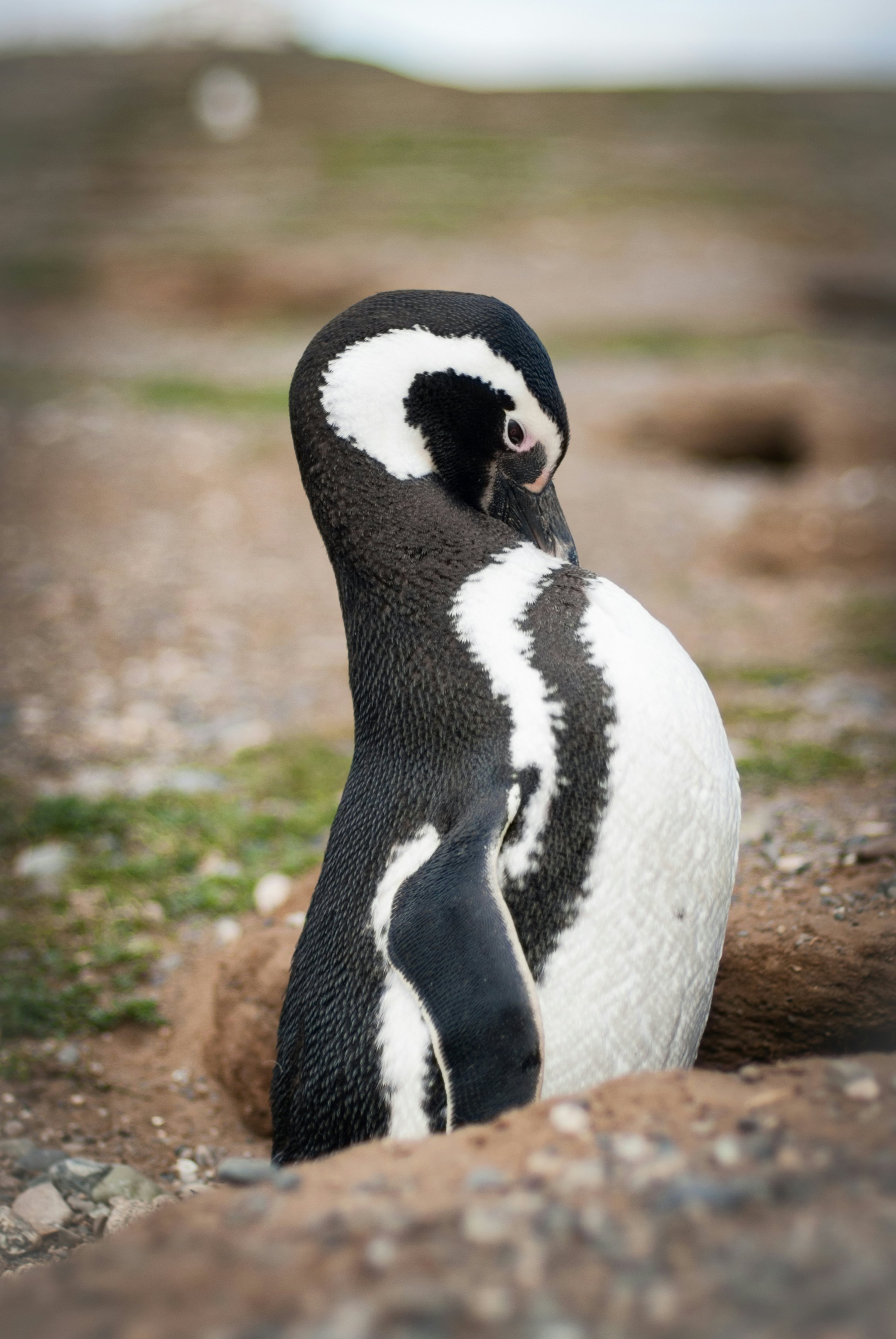 Single Magellanic penguin at Isla Magdalena.