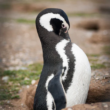 Single Magellanic penguin at Isla Magdalena.
