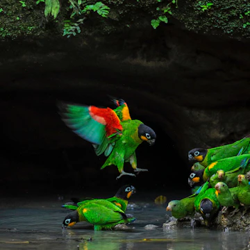 Parque Nacional Yasuní