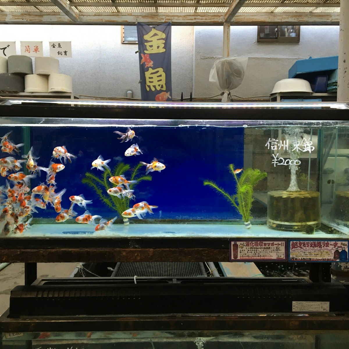 Tank of ornamental goldfish at Kingyozaka's fish shop, Ueno, Yanesen & Komagome.