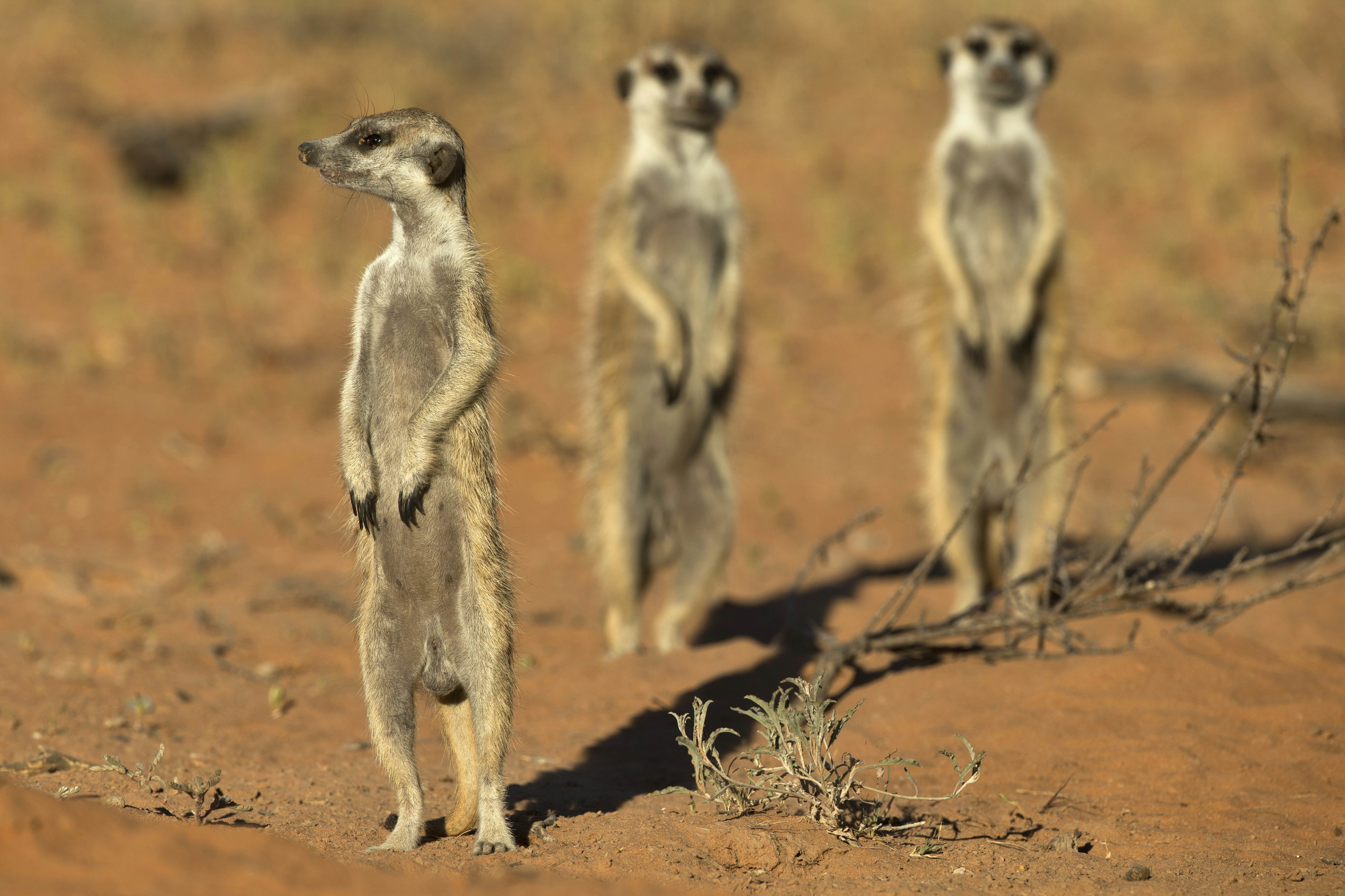 Kgalagadi Transfrontier Park Attractions Lonely Planet