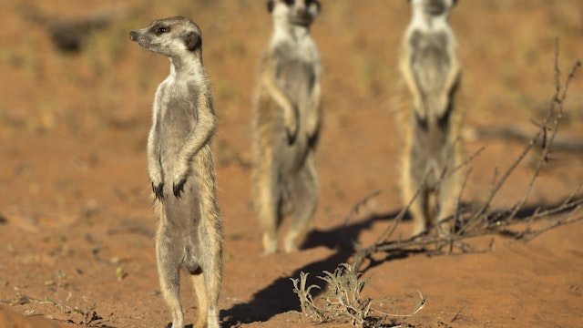 Kgalagadi Transfrontier Park | Northern Cape, South Africa | Attractions -  Lonely Planet