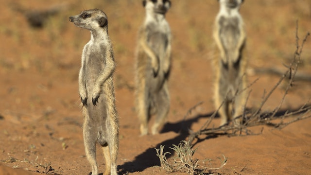 Meerkat (Suricata suricatta), Kgalagadi Transfrontier Park, Northern Cape, South Africa, Africa