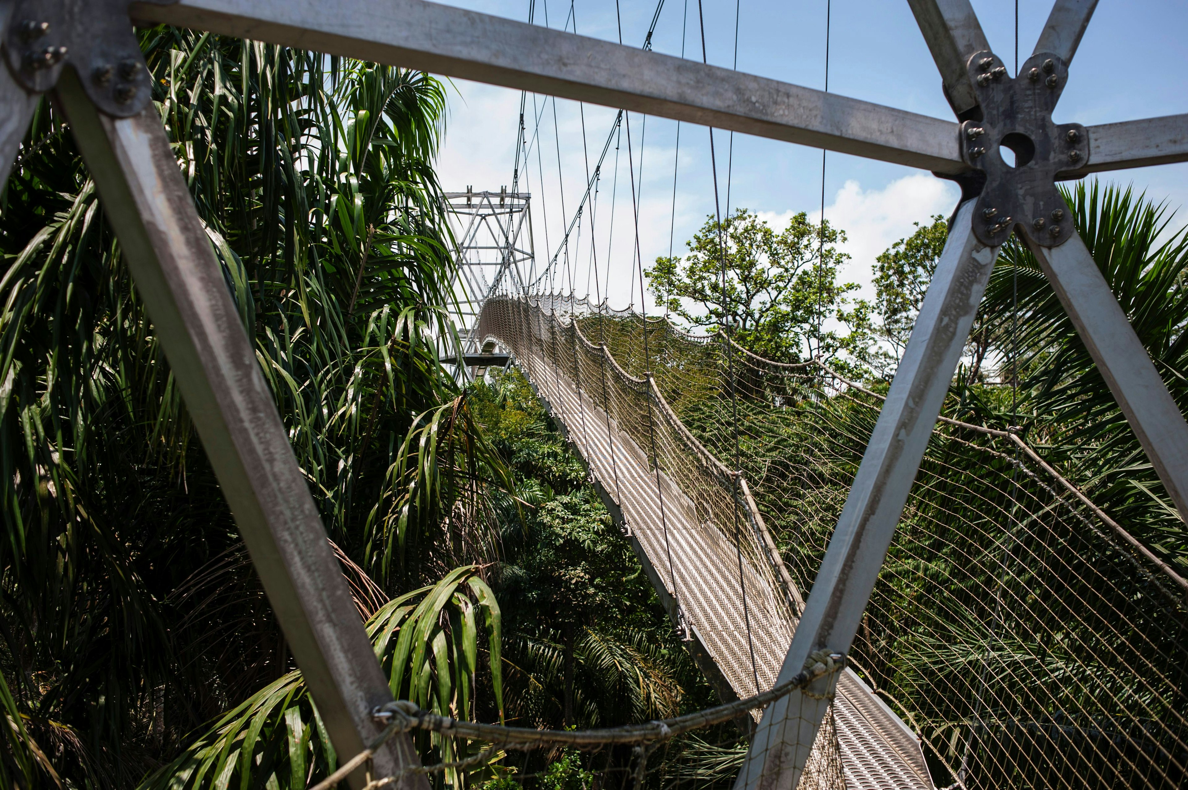 A large suspended walkway slopes upwards to the tree level