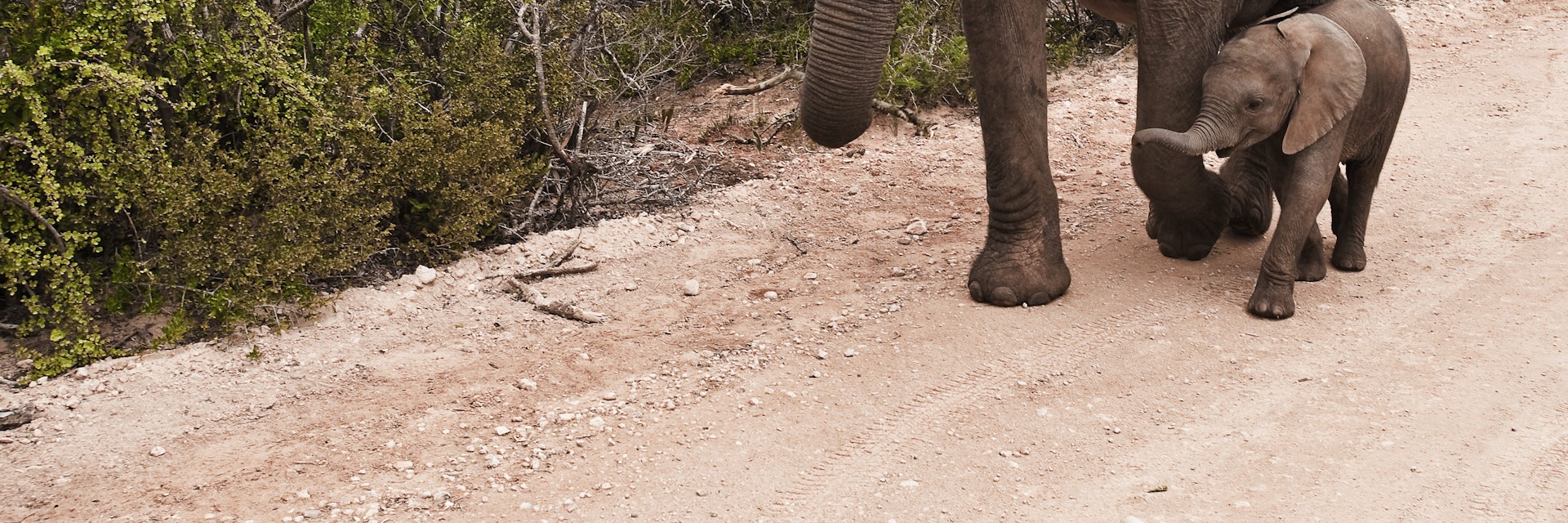 Elephant cow and calf walking on gravel road.