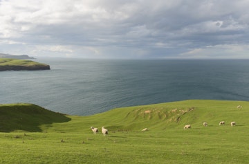 Sheep grazing on coastal pasture, Dunedin, Otago, South Island, New Zealand
