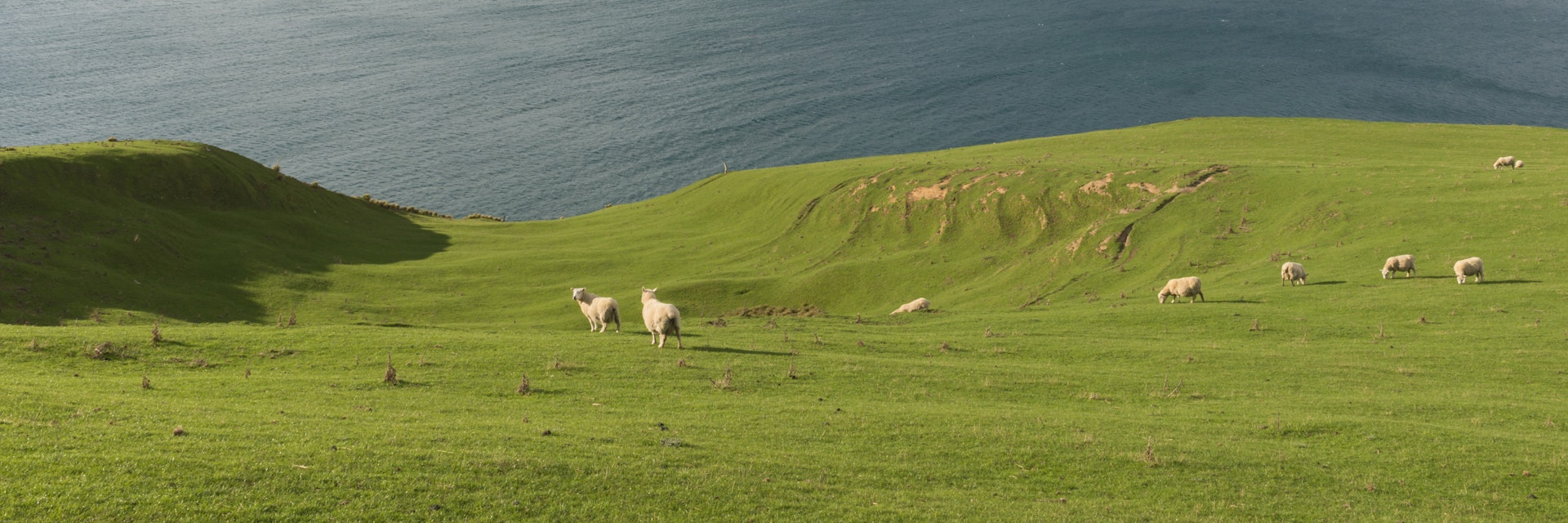 Sheep grazing on coastal pasture, Dunedin, Otago, South Island, New Zealand