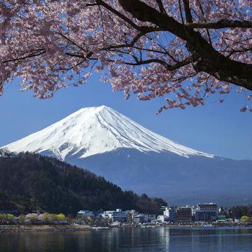 Mt Fuji and Cherry Blossom