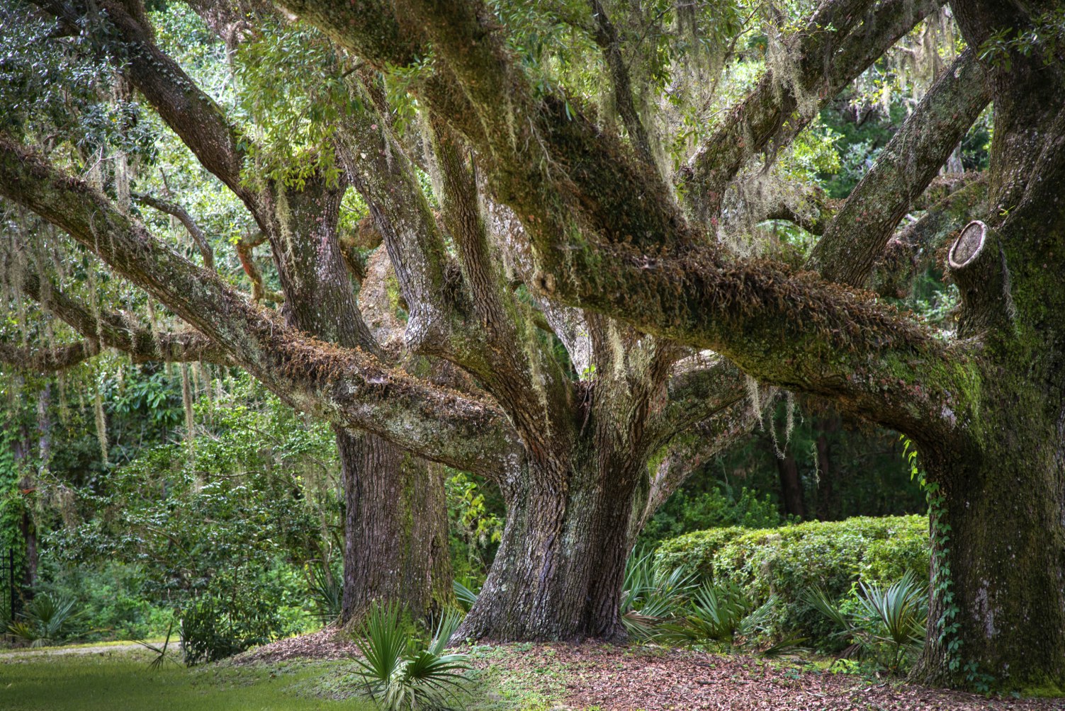 Live Oak trees near Bon Secour, Alabama