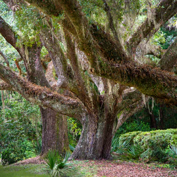 Live Oak trees near Bon Secour, Alabama