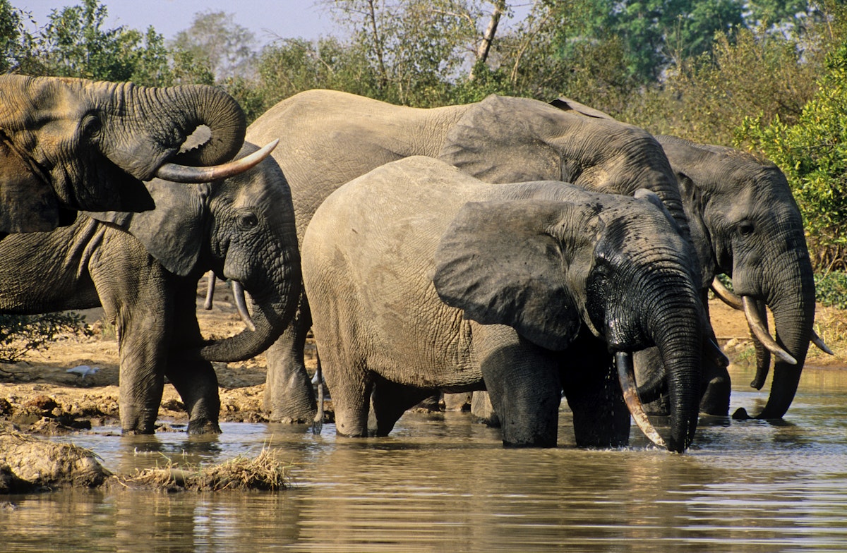 Ghana, Northern region, Mole National Park. Elephants in Mole National Park drinking at water hole.