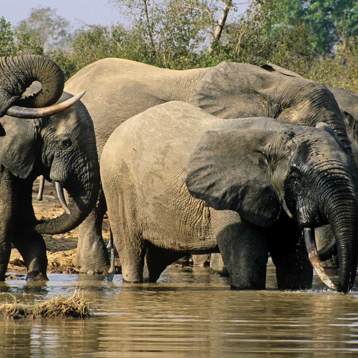 Ghana, Northern region, Mole National Park. Elephants in Mole National Park drinking at water hole.