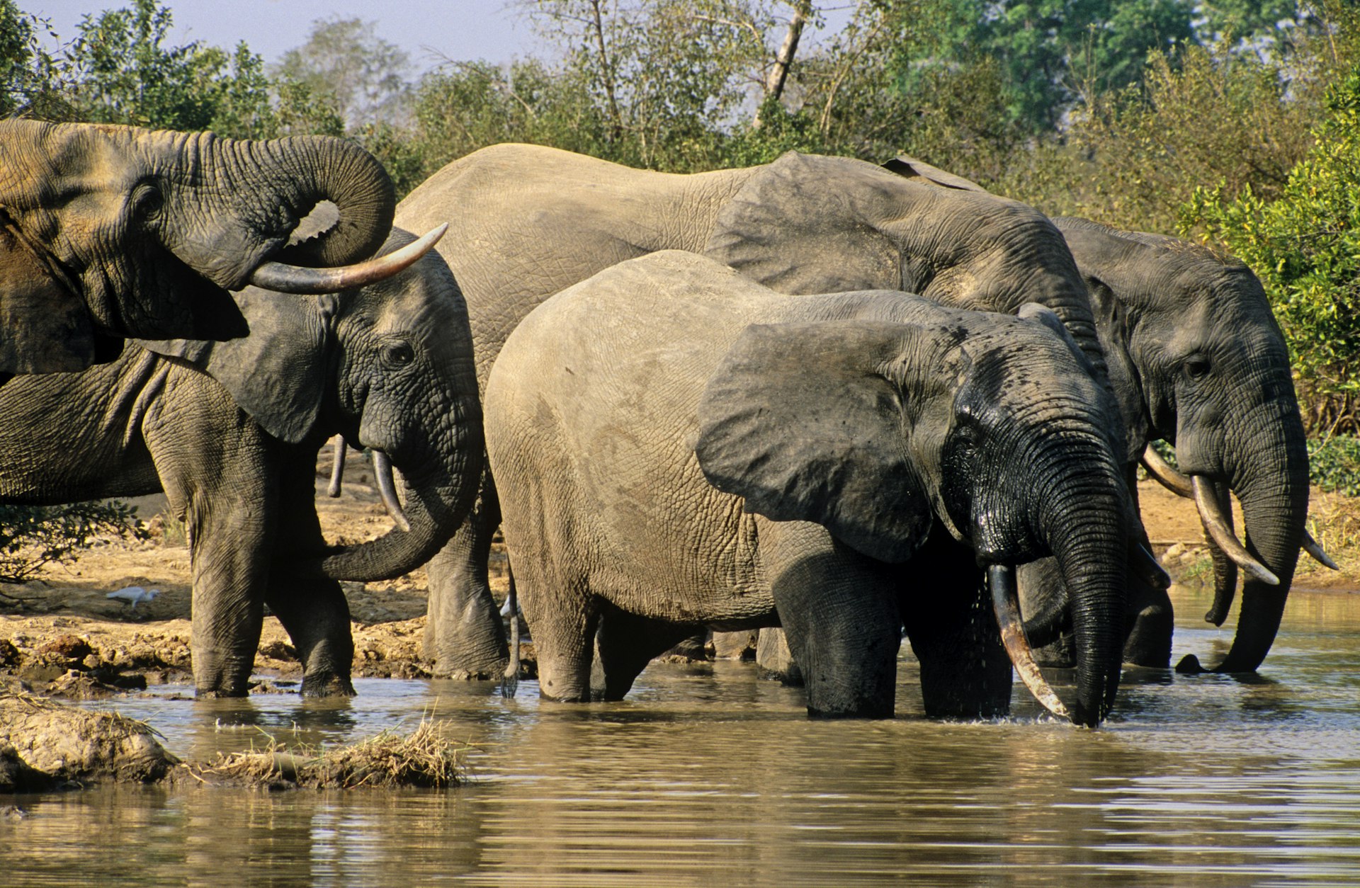 Elephants drinking at a waterhole in Mole National Park