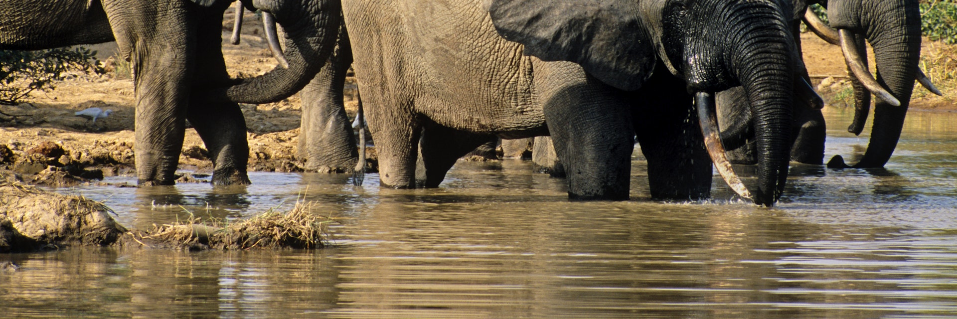 Ghana, Northern region, Mole National Park. Elephants in Mole National Park drinking at water hole.