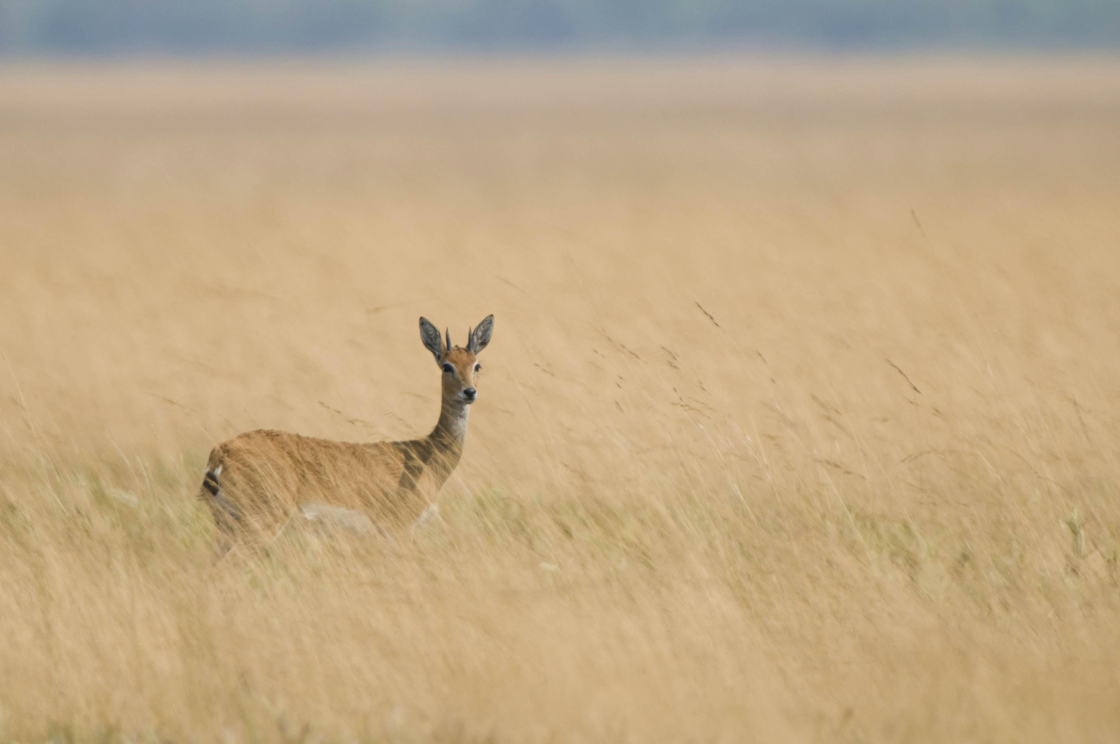Oribi (Ourebia ourebi) in grassland, Liuwa Plain National Park, Zambia