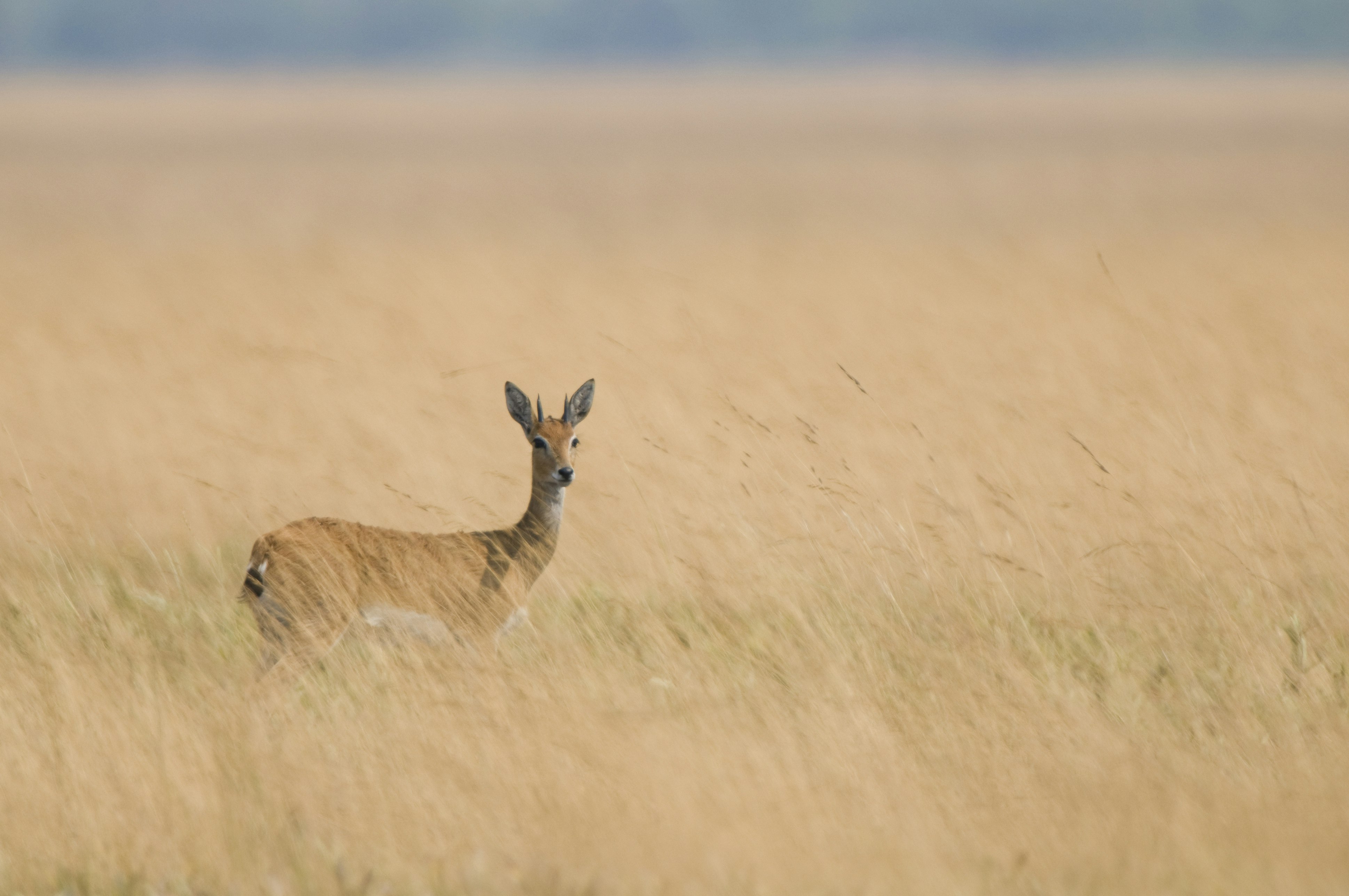 Oribi (Ourebia ourebi) in grassland, Liuwa Plain National Park, Zambia