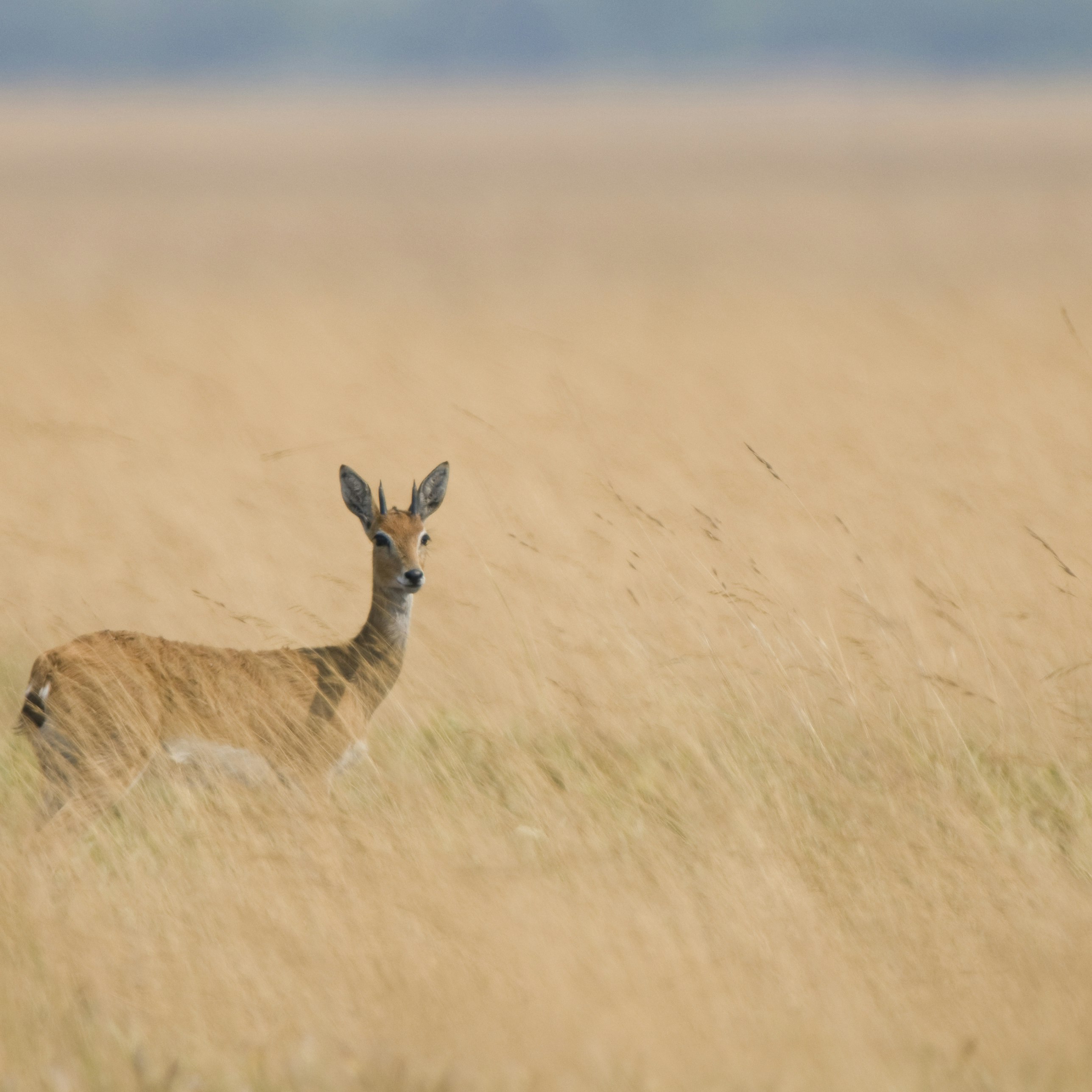 Oribi (Ourebia ourebi) in grassland, Liuwa Plain National Park, Zambia