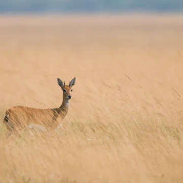 Oribi (Ourebia ourebi) in grassland, Liuwa Plain National Park, Zambia