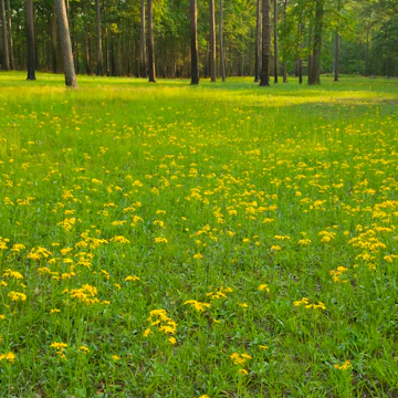 Cold Harbor Battlefield is located in Richmond National Battlefield Park. The Cold Harbor battle took place in May and June of 1864.