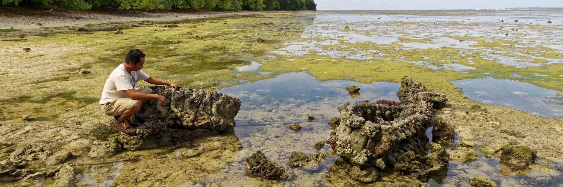 White Beach, Initial Landing of US troops in Sep 1944, Remnants of Sherman Tanks encrusted with corals and visible at low tide, Peleliu Island, Palau