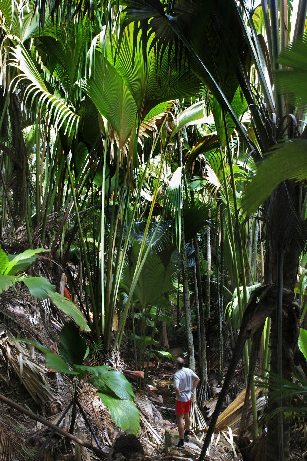 Man looking at young coco de mer palm in forest of World Heritage site Vallee de Mai in Praslin National Park.