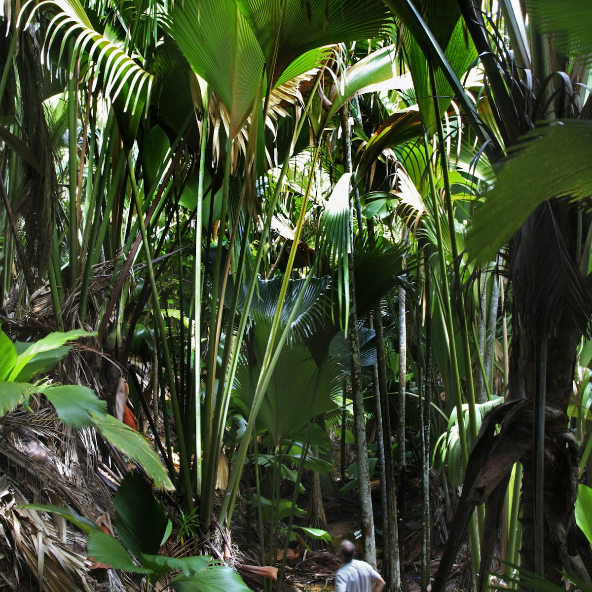 Man looking at young coco de mer palm in forest of World Heritage site Vallee de Mai in Praslin National Park.