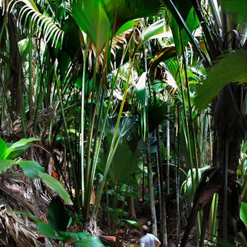 Man looking at young coco de mer palm in forest of World Heritage site Vallee de Mai in Praslin National Park.
