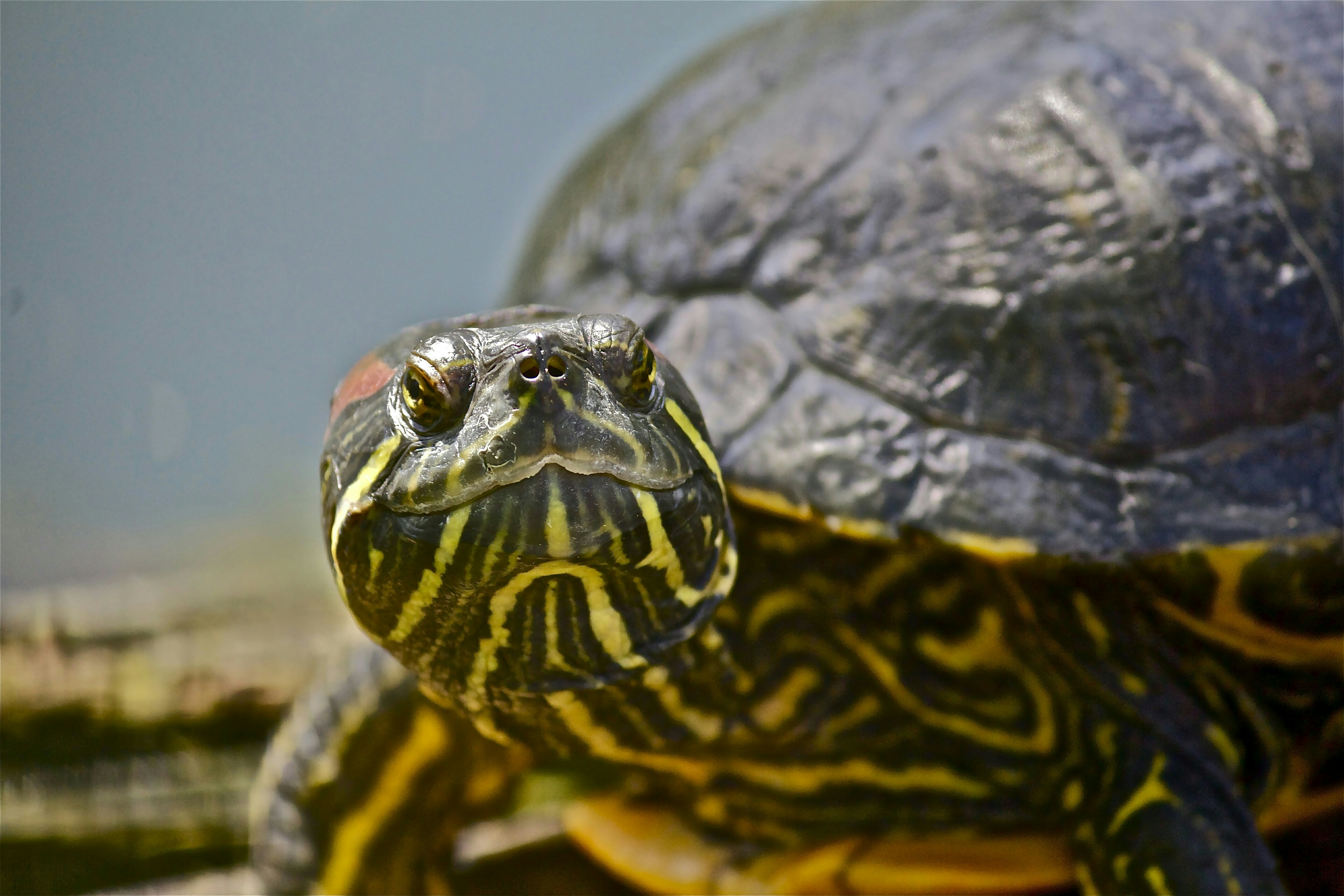 Image of Okefenokee National Wildlife Refuge