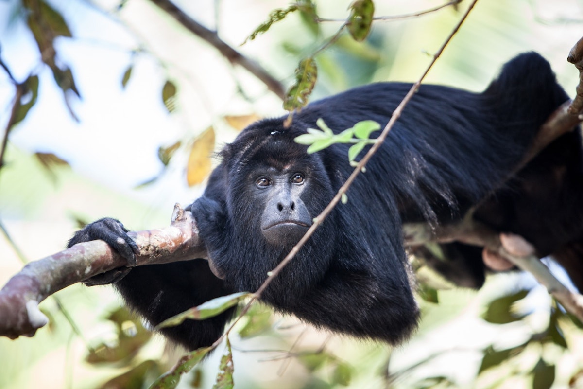 A Black Howler monkey (Alouatta pigra) rests in the jungle canopy of Belize. Black howlers, found in Mexico, Guatemala, and Belize, are folivorous, eating mostly leaves and occasional fruits.; Shutterstock ID 260268743; Your name (First / Last): Alicia Johnson; GL account no.: 65050; Netsuite department name: Online Editorial ; Full Product or Project name including edition: Belize