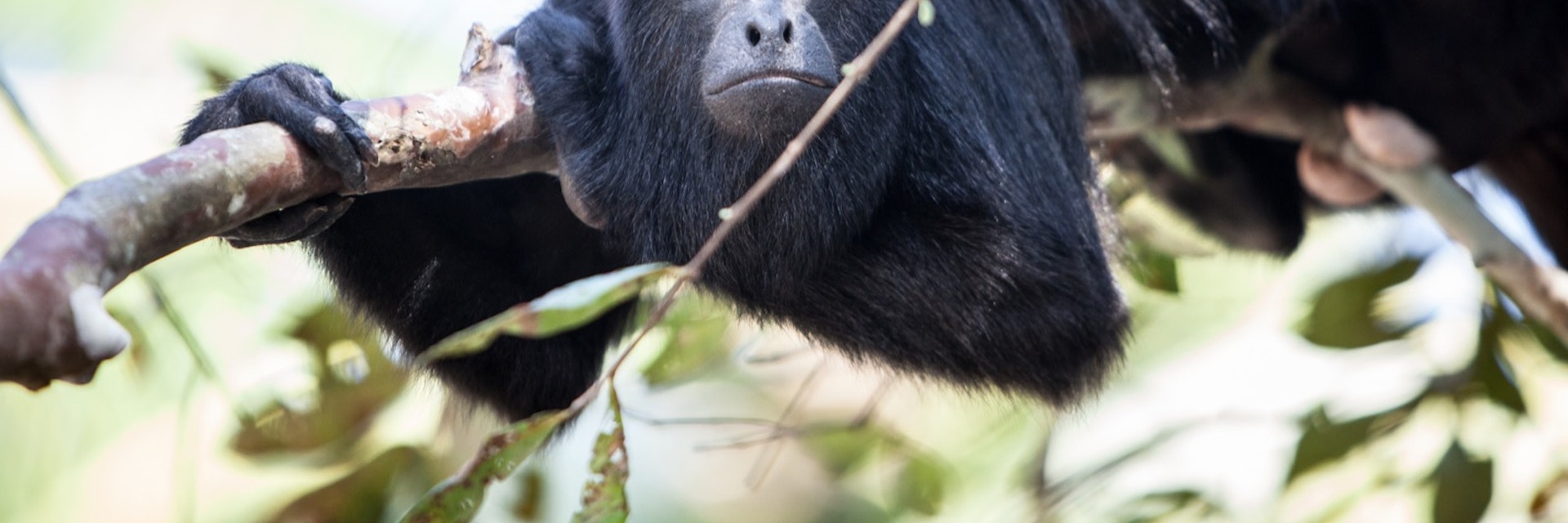 A Black Howler monkey (Alouatta pigra) rests in the jungle canopy of Belize. Black howlers, found in Mexico, Guatemala, and Belize, are folivorous, eating mostly leaves and occasional fruits.; Shutterstock ID 260268743; Your name (First / Last): Alicia Johnson; GL account no.: 65050; Netsuite department name: Online Editorial ; Full Product or Project name including edition: Belize