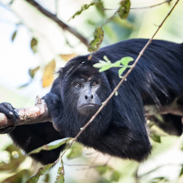 A Black Howler monkey (Alouatta pigra) rests in the jungle canopy of Belize. Black howlers, found in Mexico, Guatemala, and Belize, are folivorous, eating mostly leaves and occasional fruits.; Shutterstock ID 260268743; Your name (First / Last): Alicia Johnson; GL account no.: 65050; Netsuite department name: Online Editorial ; Full Product or Project name including edition: Belize