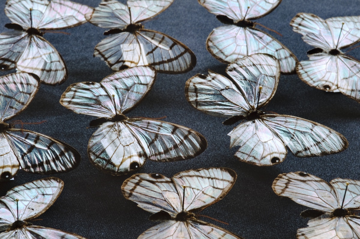 Glass wing butterflies, Dulcedo polita, National Institute of Biodiversity, Costa Rica