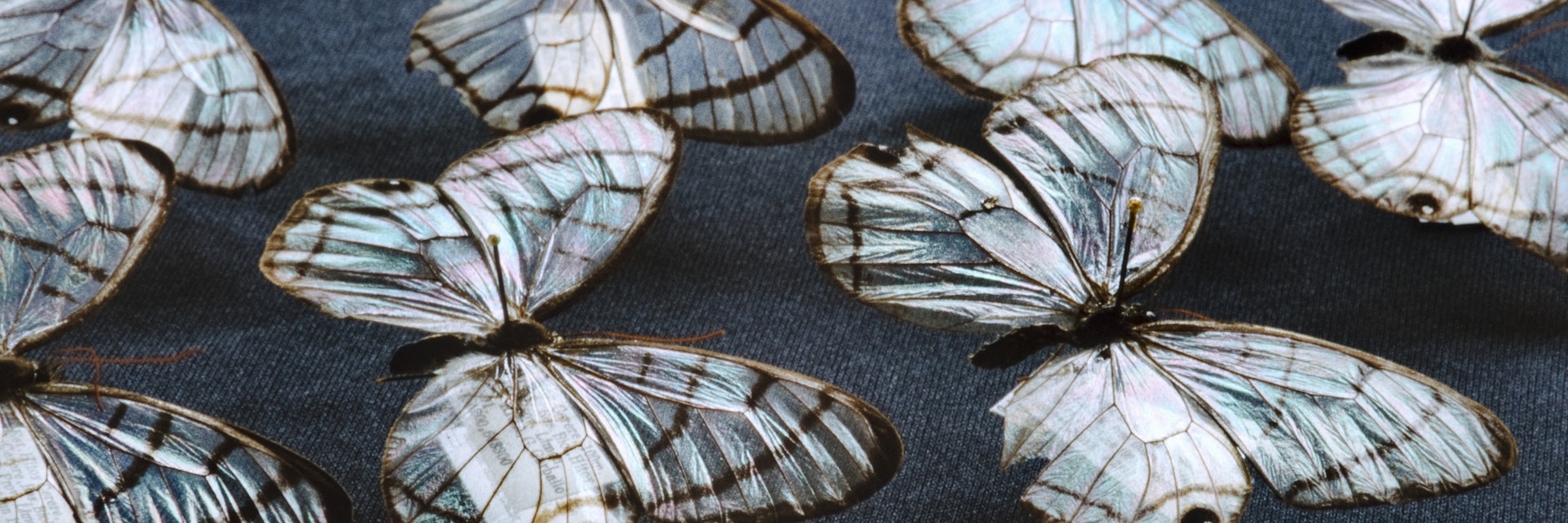 Glass wing butterflies, Dulcedo polita, National Institute of Biodiversity, Costa Rica