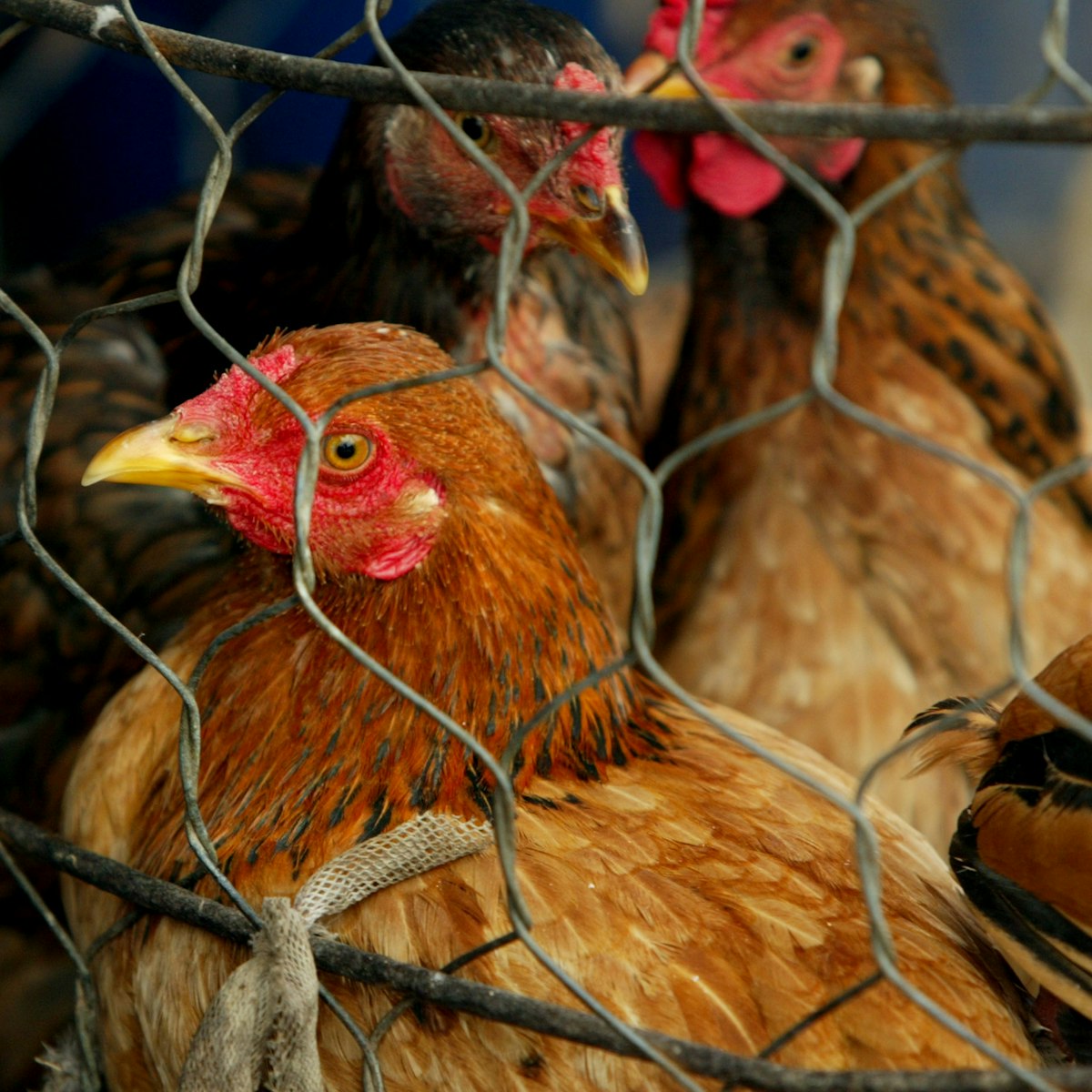 SUPHAN BURI, THAILAND-JANUARY25: Thai Chickens wait to be sold at the Khlong Toey market in Bangkok,Thailand January 25,2004. An outbreak of Bird Flu has ravaged poultry farms and could devastate the country's chicken export sector which is the worl's fourth largest worth 1.5 billion dollars. The Bird Flu (also called Avian Flu) has claimed six victims in Vietnam and one in Thailand. The World Health organization ( W.H.O.) said there was no evidence of person-to-person spread of the virus. Thailand's prime minister on Saturday denied accusations that his government had tried to cover up an outbreak of virus..(photo by Paula Bronstein/Getty Images)