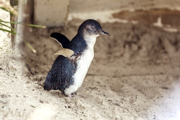 Side profile of little penguin