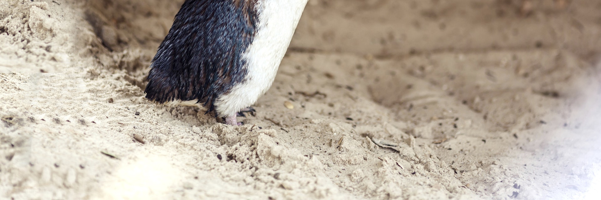Side profile of little penguin