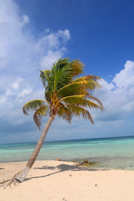 Palm tree at the Goff's Caye in Belize; Shutterstock ID 163105160; Your name (First / Last): Alicia Johnson; GL account no.: 65050; Netsuite department name: Online Editorial ; Full Product or Project name including edition: Belize