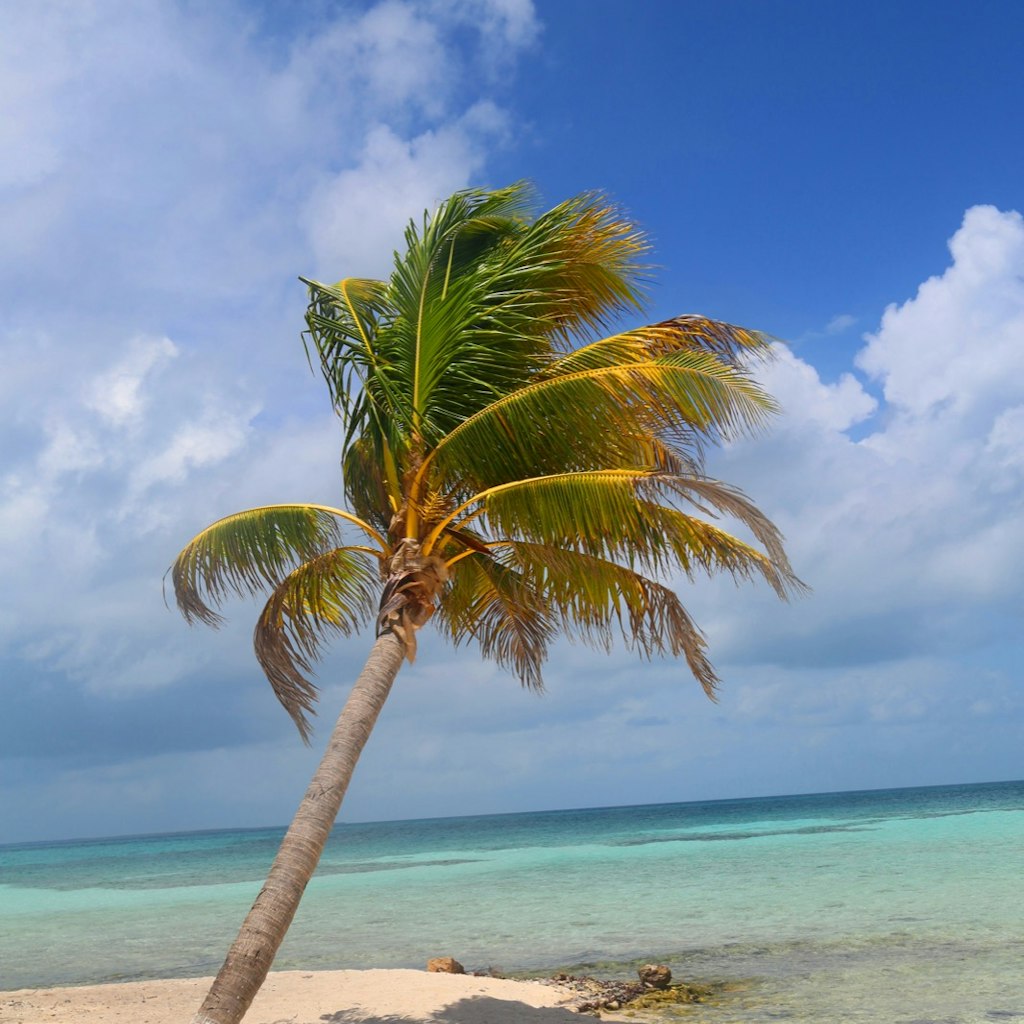 Palm tree at the Goff's Caye in Belize; Shutterstock ID 163105160; Your name (First / Last): Alicia Johnson; GL account no.: 65050; Netsuite department name: Online Editorial ; Full Product or Project name including edition: Belize