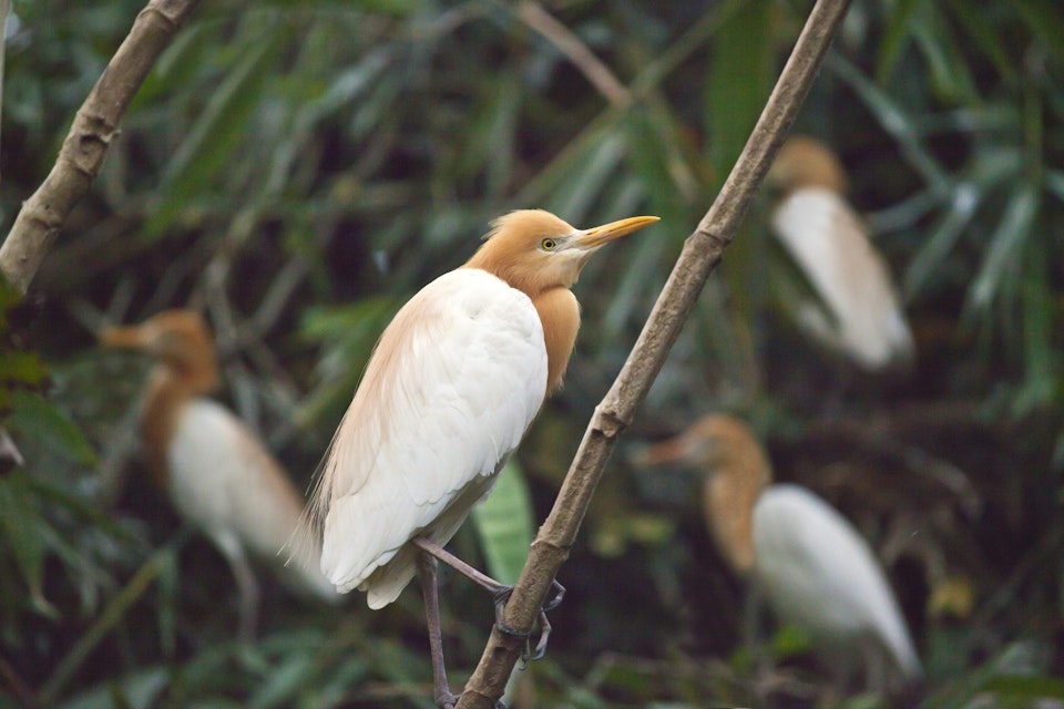 The Sacred Cattle Egrets (Bubulcus Ibis) Of Petulu Come To Roost And Nest In The Trees Each Night, Ubud, Bali. (Photo By: Education Images/UIG via Getty Images)