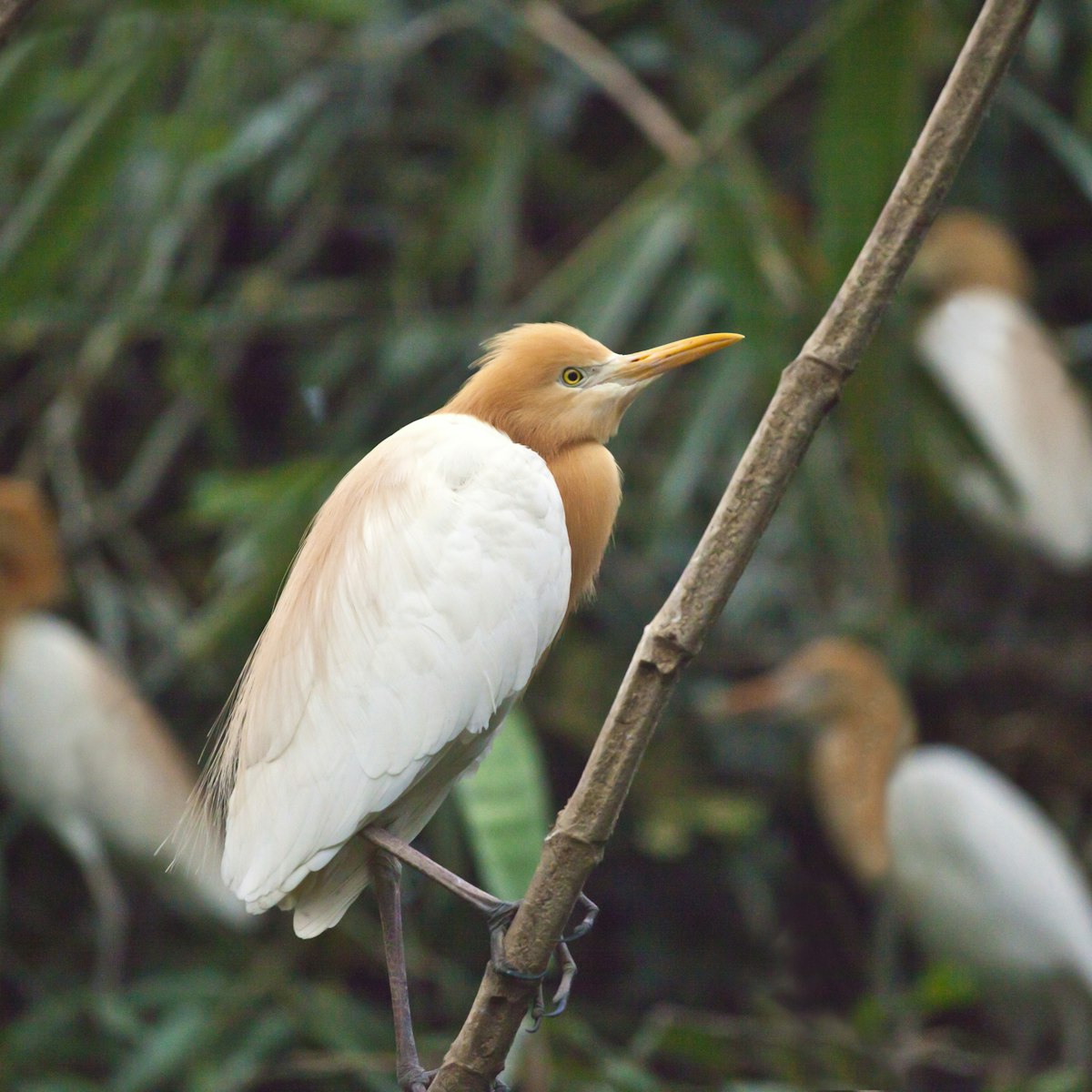 The Sacred Cattle Egrets (Bubulcus Ibis) Of Petulu Come To Roost And Nest In The Trees Each Night, Ubud, Bali. (Photo By: Education Images/UIG via Getty Images)