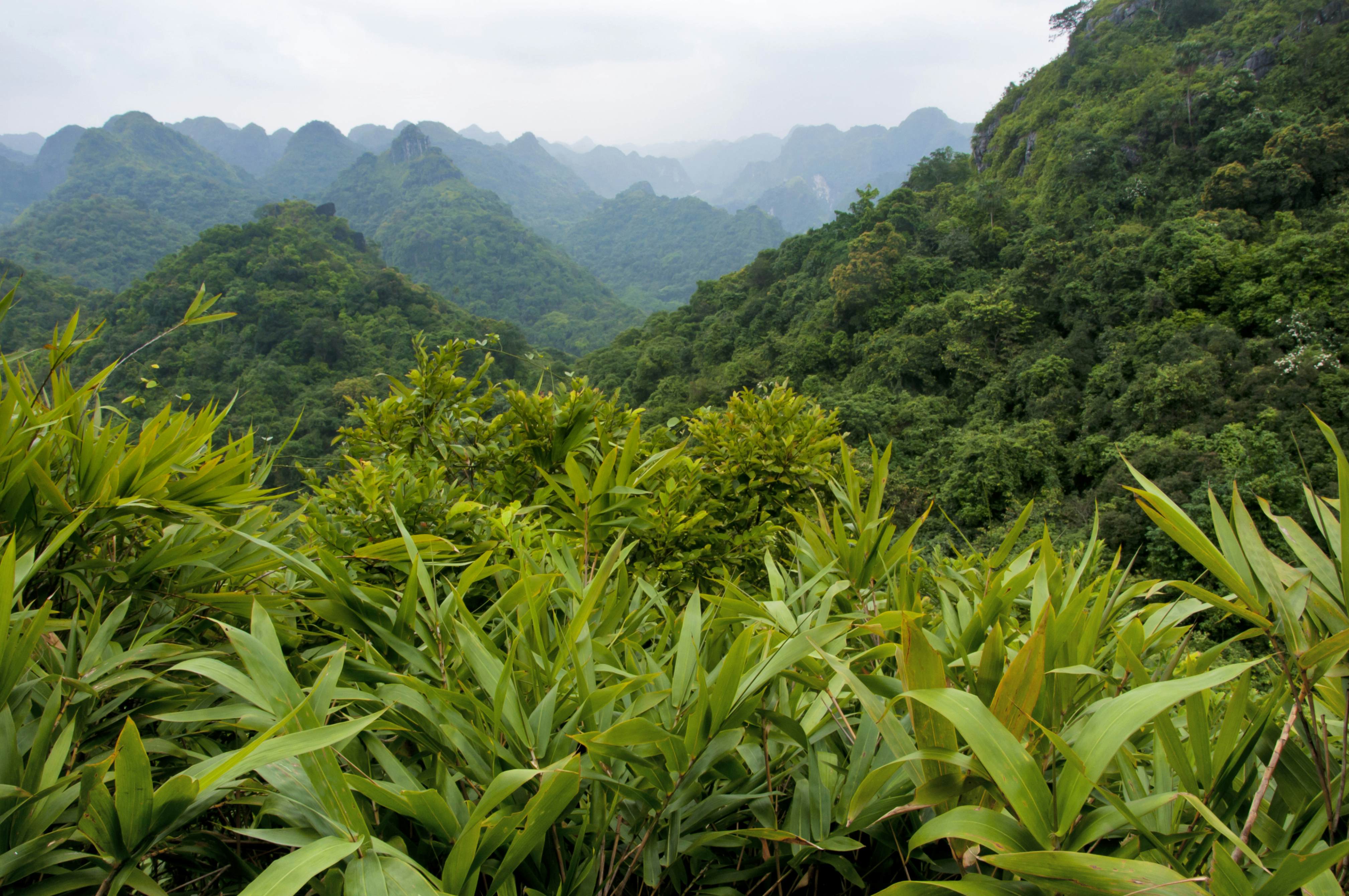 Cat Ba National Park | Vietnam Attractions - Lonely Planet