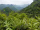 Cat Ba National Park.