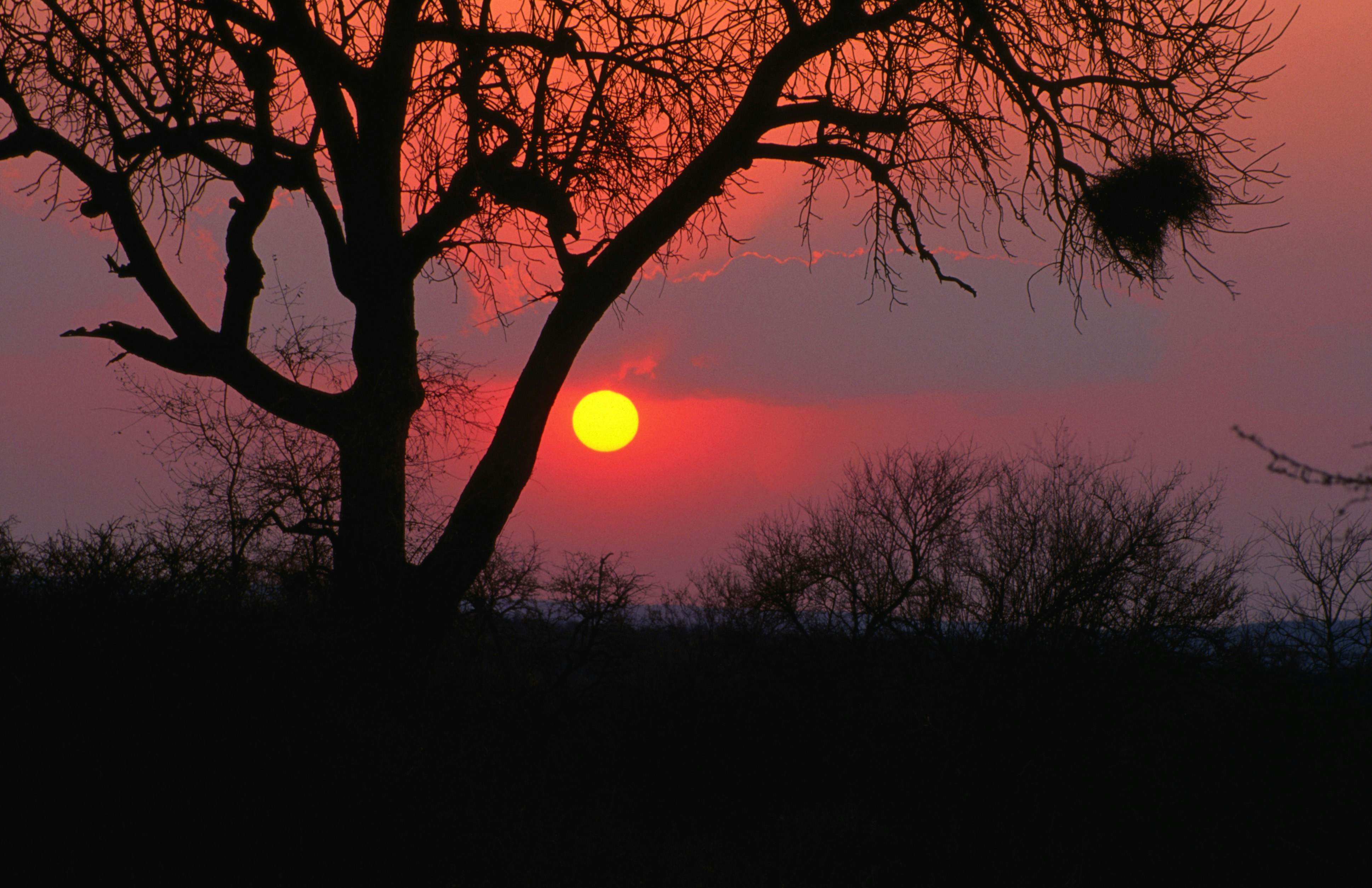 African sunset, Kruger National Park.