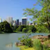 Still lake in Central Park