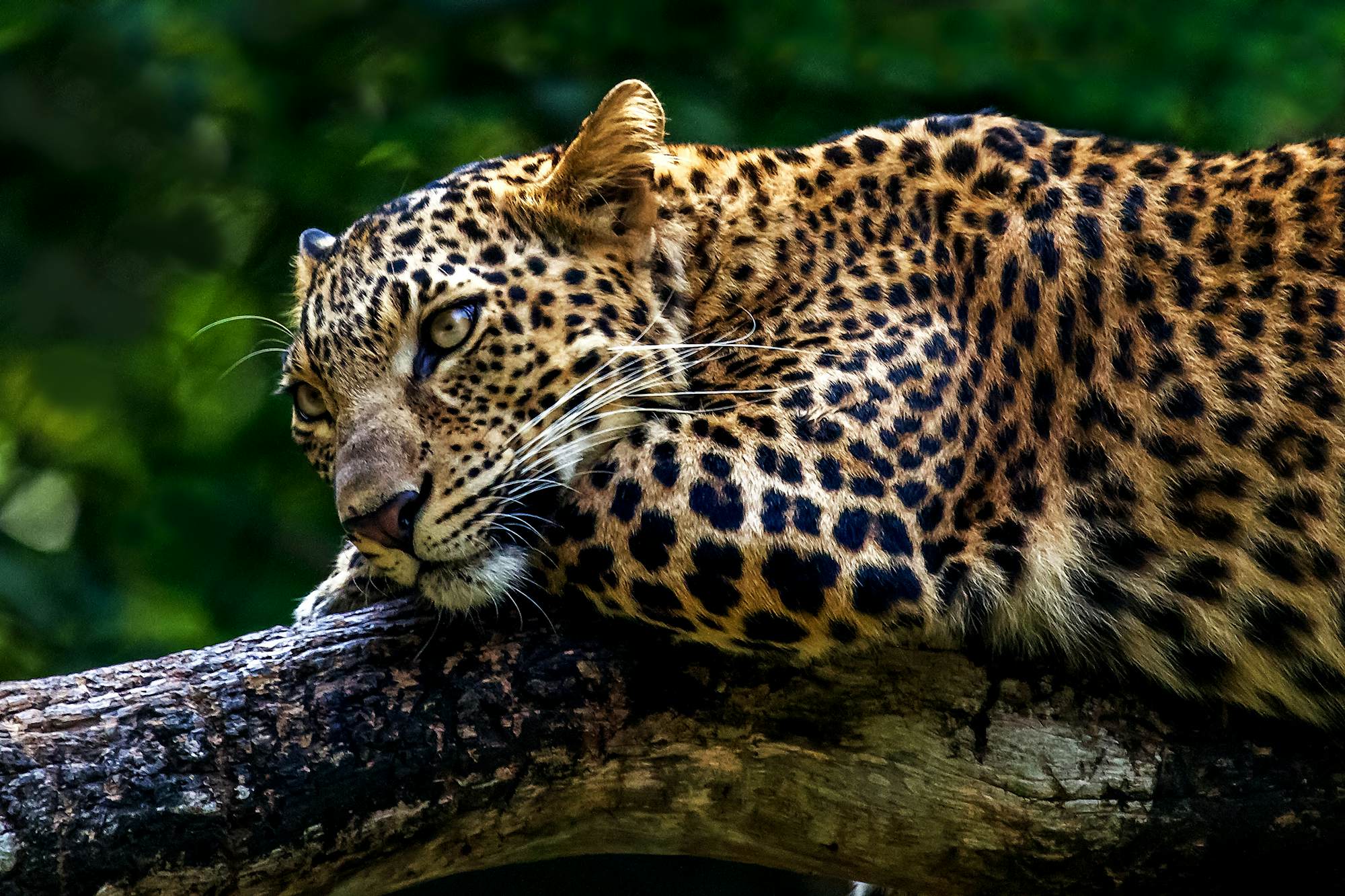 Mudumalai Tiger Reserve | | Attractions - Lonely Planet