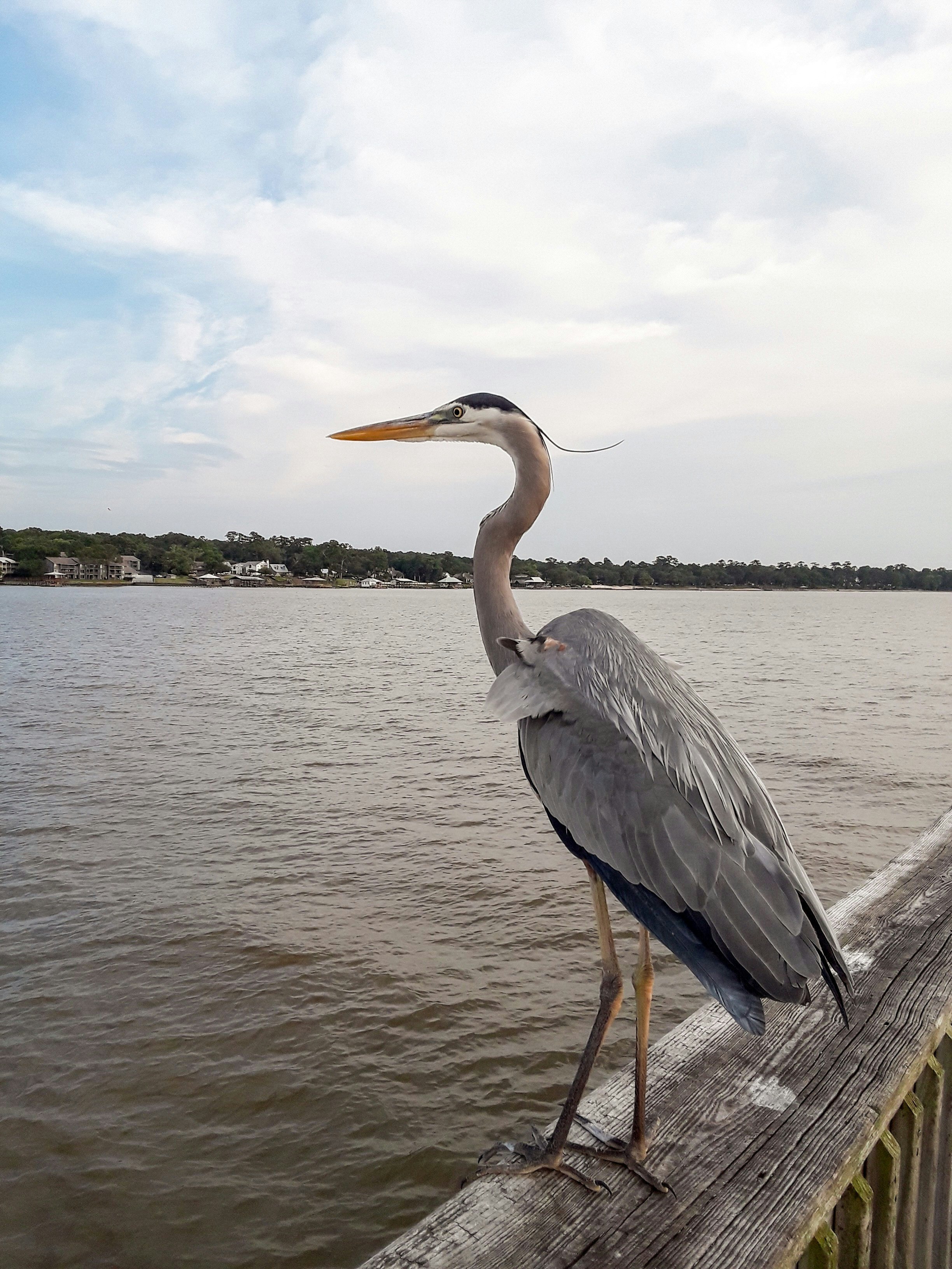 Blue Heron at Fairhope Pier on Mobile Bay, Alabama