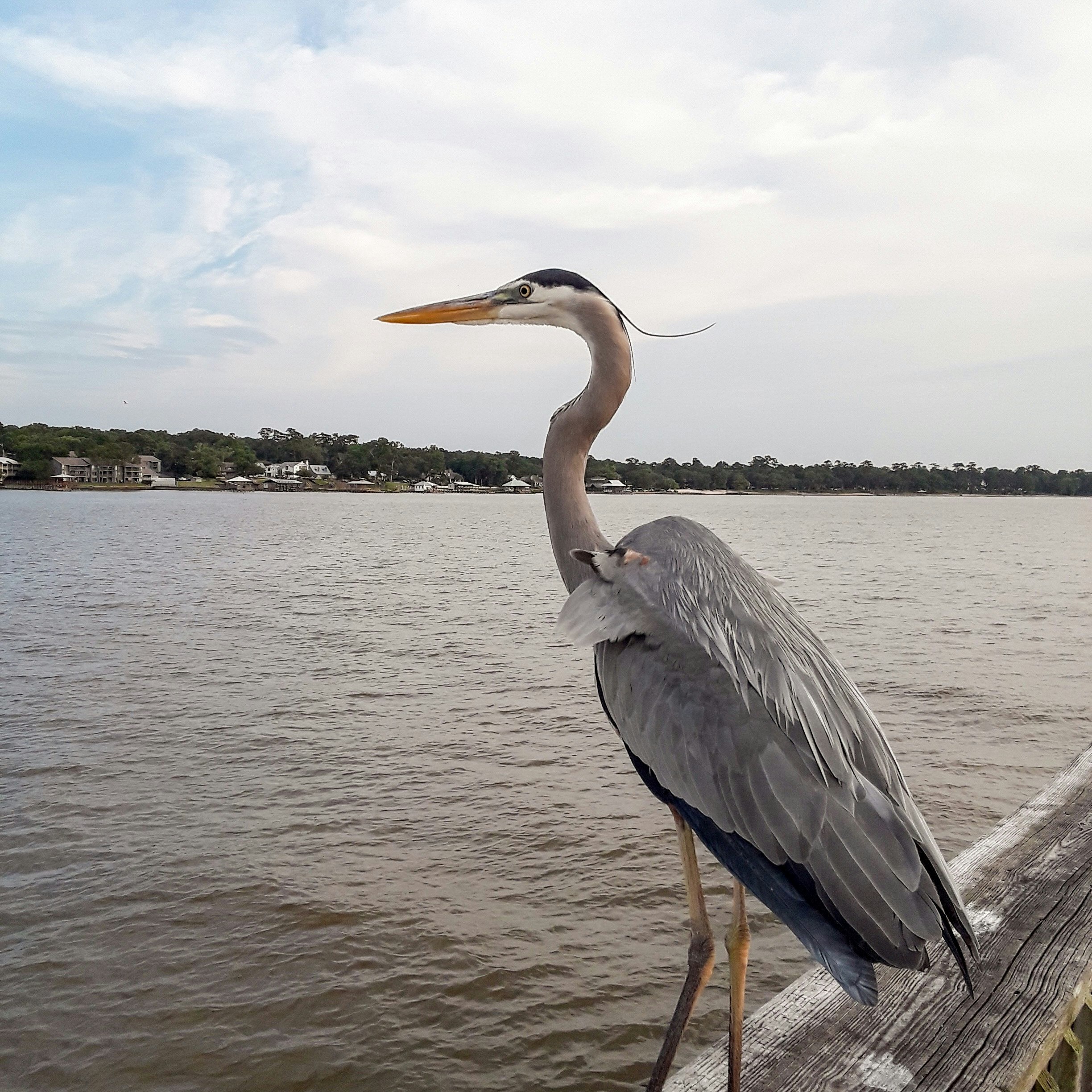 Blue Heron at Fairhope Pier on Mobile Bay, Alabama